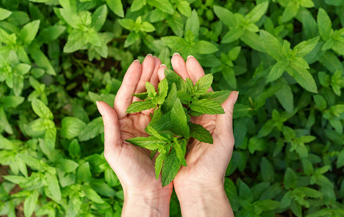 Organik Gıda Nedir? Hakkında Bilmeniz Gerekenler